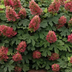 Hydrangea quercifolia 'Ruby Slippers' (Oak Leaf Hydrangea) - 2 Gallon Potted Shrub